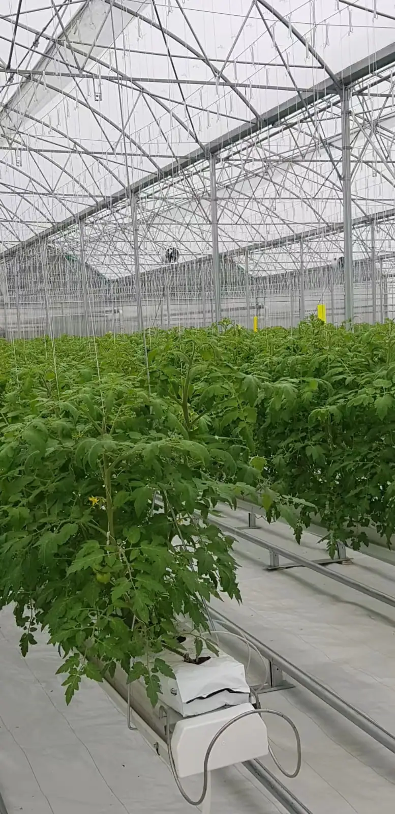 暖棚内番茄植株栽培区